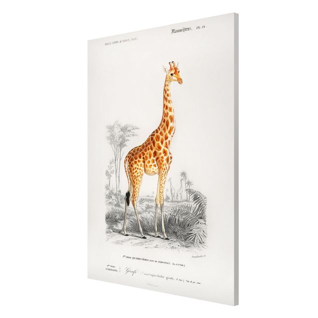 Magnettafel Tiere Vintage Lehrtafel Giraffe