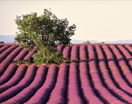 selbstklebende Fliesen Lavender