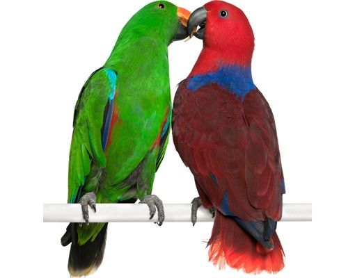 Fenstersticker Tiere Verliebte Papageien