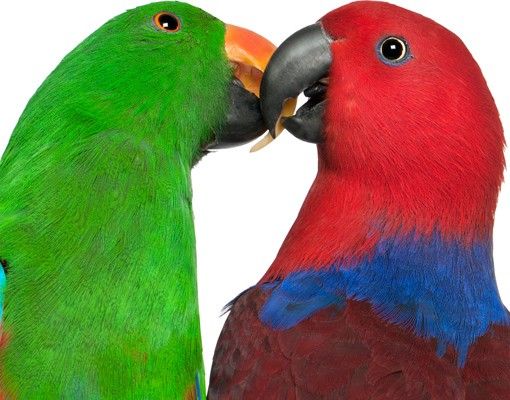 Klebefolien selbstklebend Verliebte Papageien