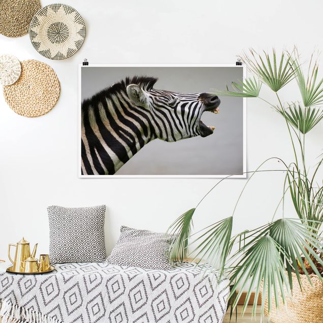 Wandbilder Zebras Brüllendes Zebra