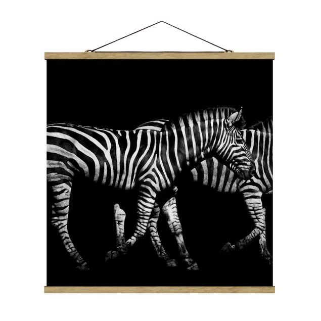 Wandbilder Tiere Zebra vor Schwarz