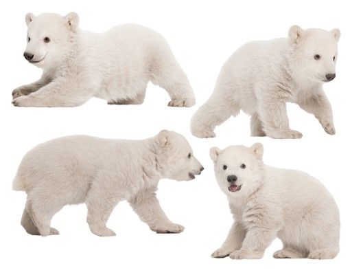Wandtattoo Tiere No.642 Eisbären-Brüder
