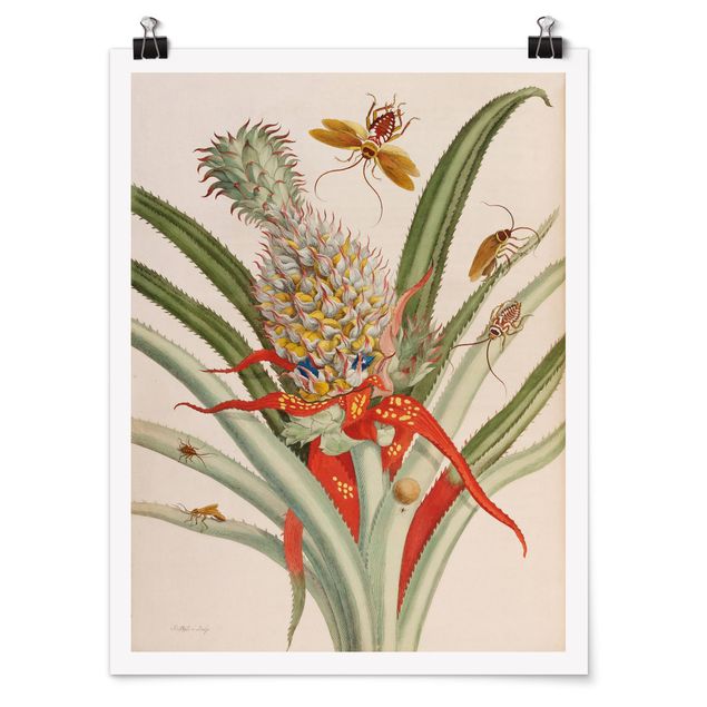 Wandbilder Floral Anna Maria Sibylla Merian - Ananas mit Insekten