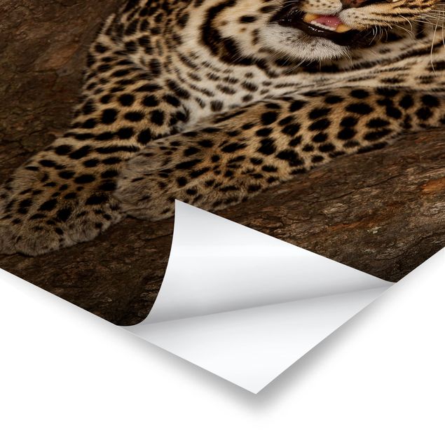 Poster bestellen Leopard ruht auf einem Baum