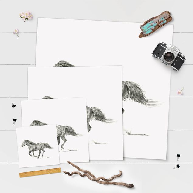 Wandbilder Wildpferd-Studie - Stute