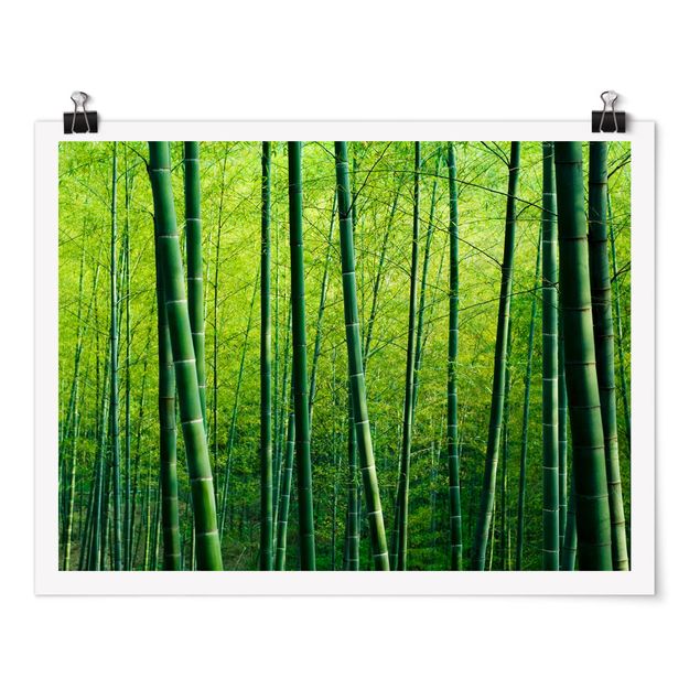 Wandbilder Landschaften Bambuswald