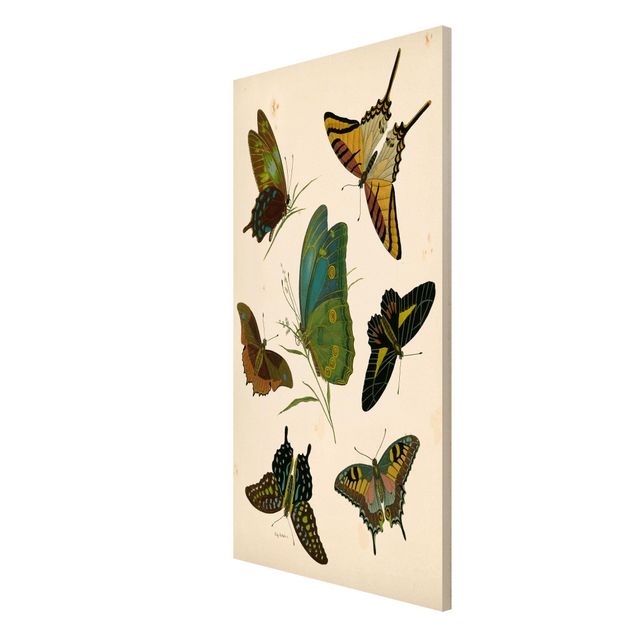 Magnettafeln Tiere Vintage Illustration Exotische Schmetterlinge
