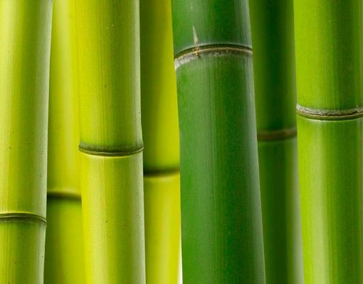 Design Briefkasten Bambuspflanzen