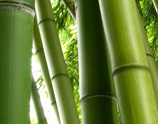 Wandbriefkasten - Bamboo Trees No.1 - Briefkasten Grün