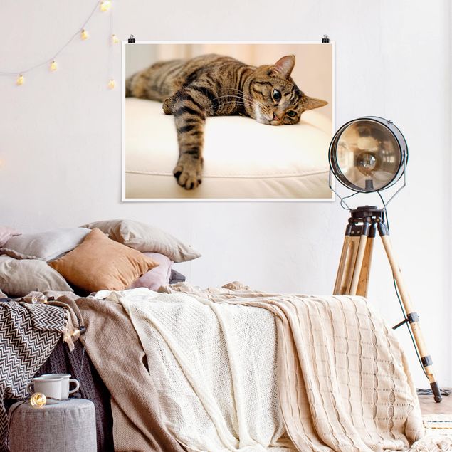 Wandbilder Katzen Cat Chill Out