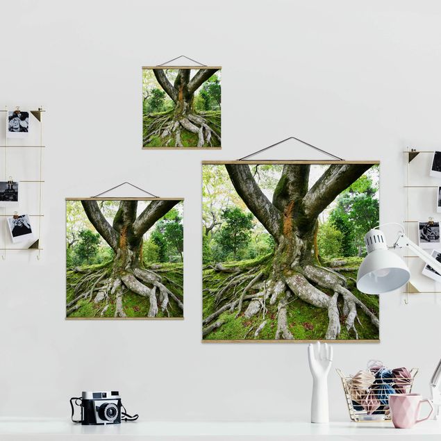 Wandbilder Grün Alter Baum