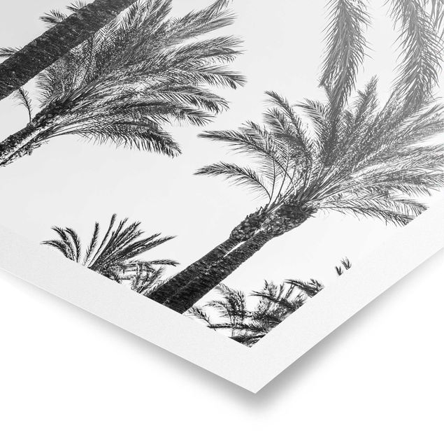 Blumen Poster Palmen im Sonnenuntergang Schwarz-Weiß