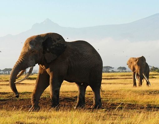 Design Briefkasten Elefanten vor dem Kilimanjaro in Kenya 39x46x13cm