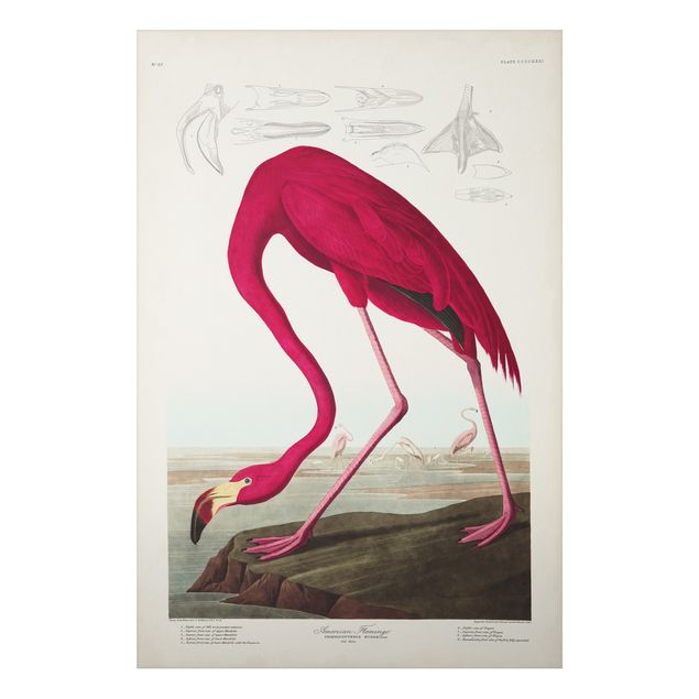 Wandbilder Floral Vintage Lehrtafel Amerikanischer Flamingo