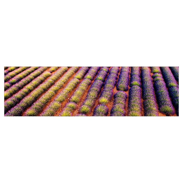 Klebefolien selbstklebend Malerisches Lavendelfeld
