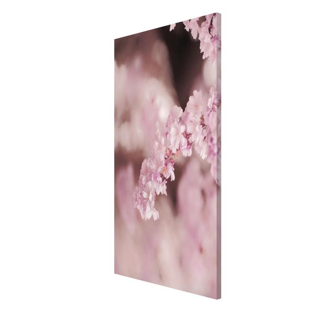 Wandbilder Floral Kirschblüte im Violetten Licht