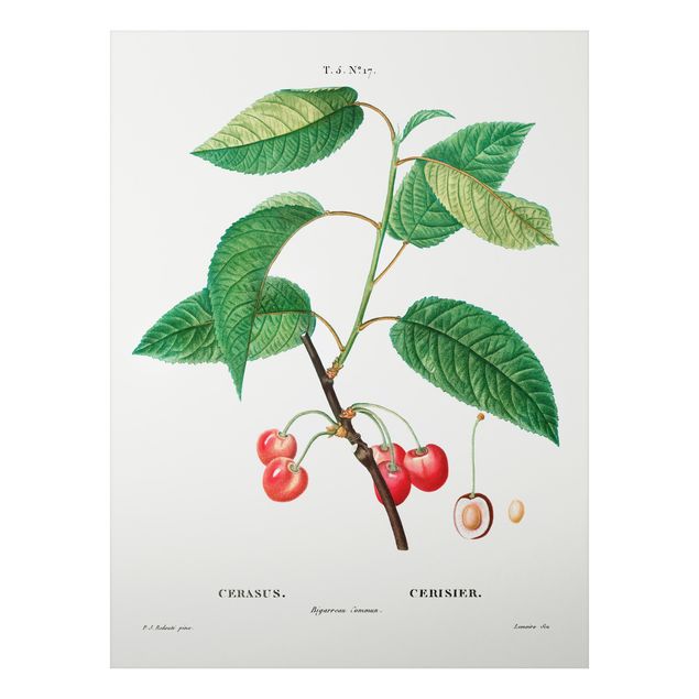 Wandbilder Früchte Botanik Vintage Illustration Rote Kirschen