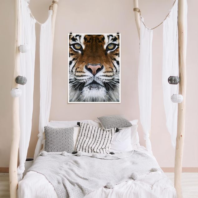 Poster Tiere Tiger Eyes