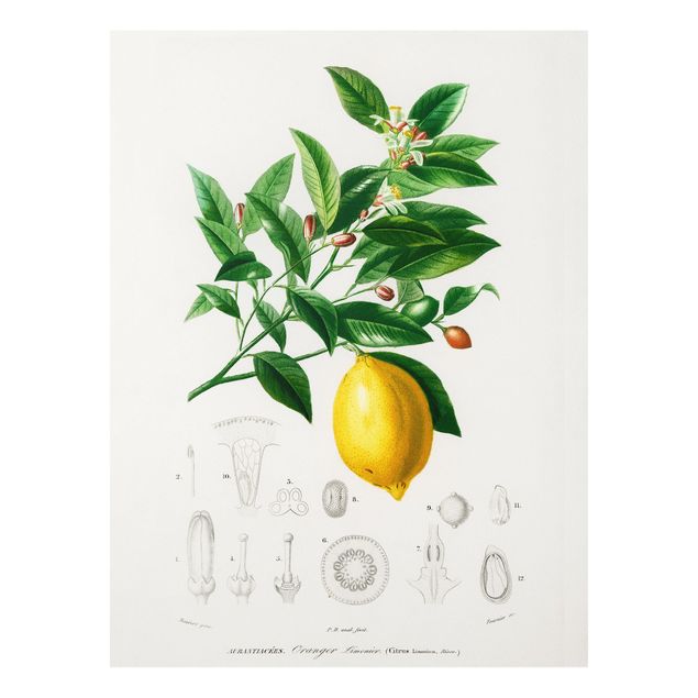 Wandbilder Früchte Botanik Vintage Illustration Zitrone