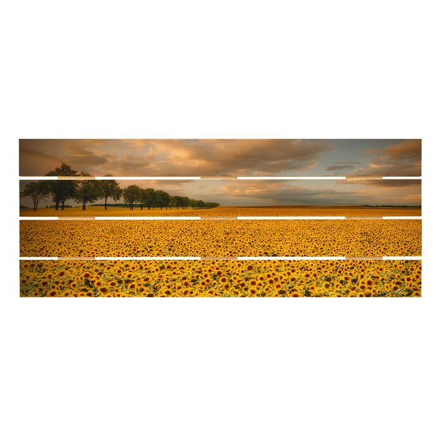 Bilder Feld mit Sonnenblumen
