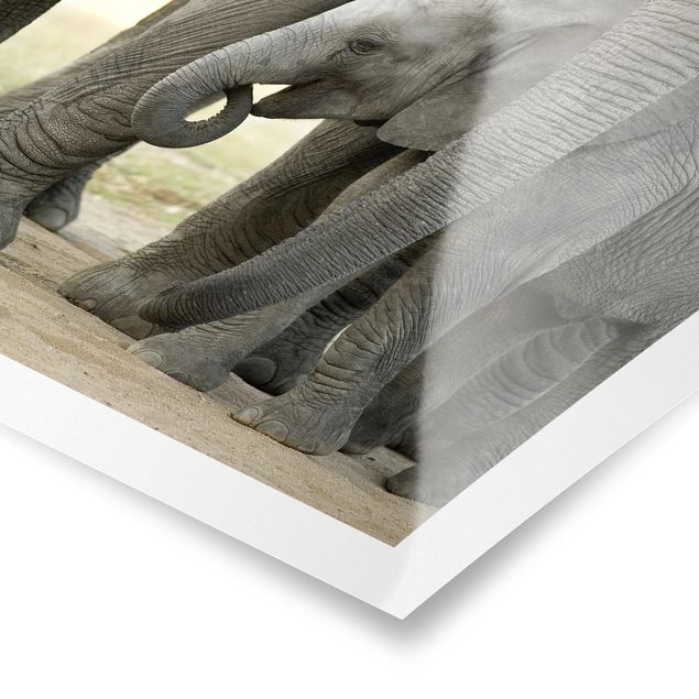 Wandbilder Grau Elefantenliebe