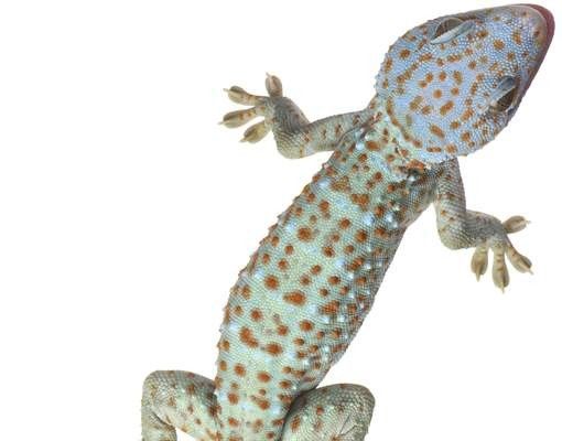 Briefkasten Design No.250 Neugierige Geckos