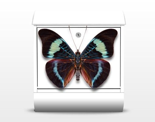 Briefkästen Bunt Lepidoptera