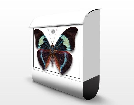Briefkasten modern Lepidoptera