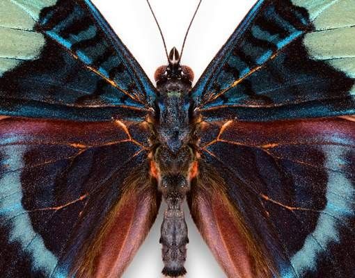 Briefkasten mit Zeitungsfach - Lepidoptera - Briefkasten mit Tiermotiv