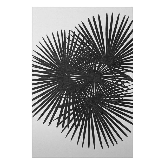 Wandbilder Floral Palmenfarne in Schwarz-Weiß