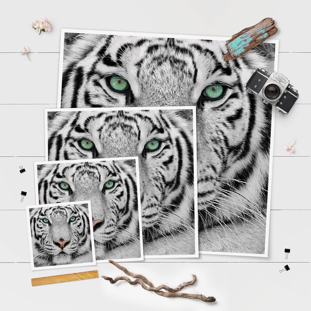 Wandbilder Weißer Tiger