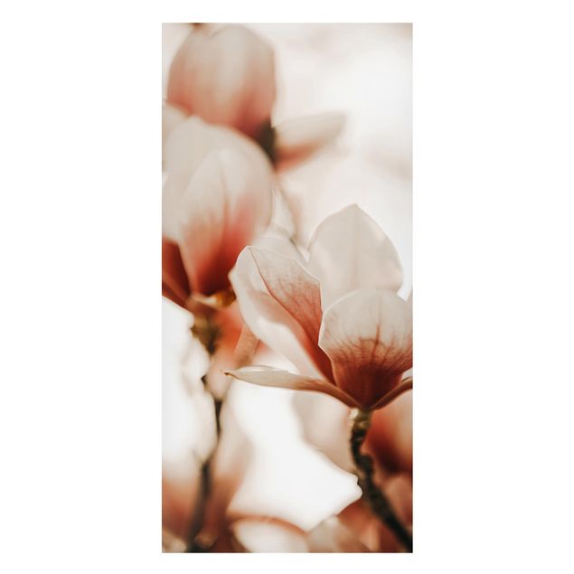 Magnettafel - Zarte Magnolienblüten im Lichtspiel - Panorama Hochformat