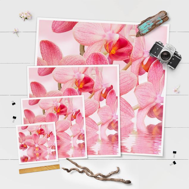 Poster kaufen Rosa Orchideen auf Wasser