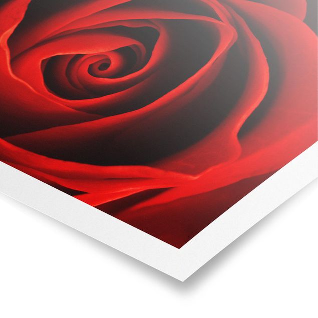 Wandbilder Rot Liebliche Rose