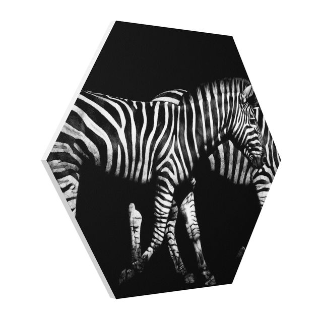 Wandbilder Tiere Zebra vor Schwarz
