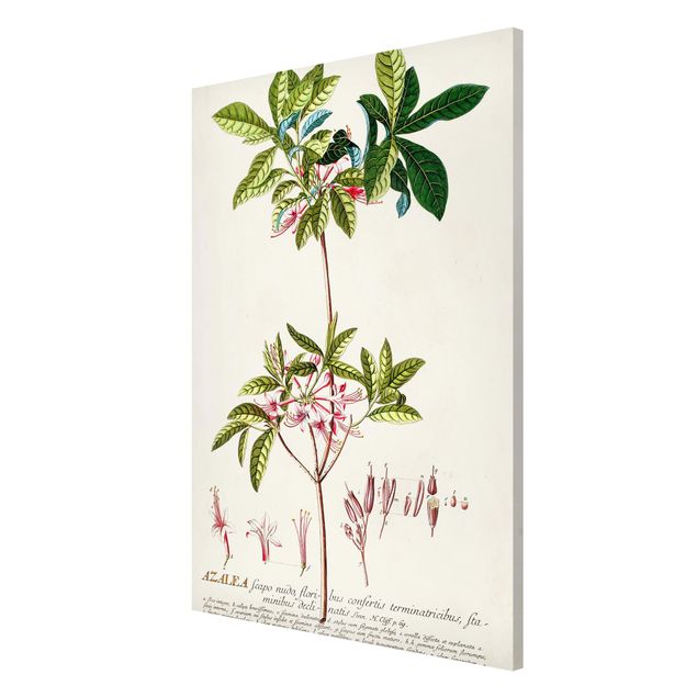 Wandbilder Floral Vintage Botanik Illustration Azalee