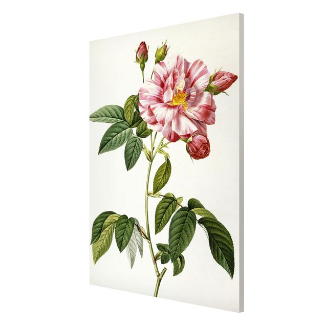 Magnettafeln Blumen Pierre Joseph Redouté - Rosa Gallica-Rose