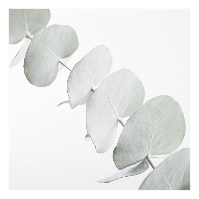 Monika Strigel Bilder Eukalyptuszweig im Weißen Licht