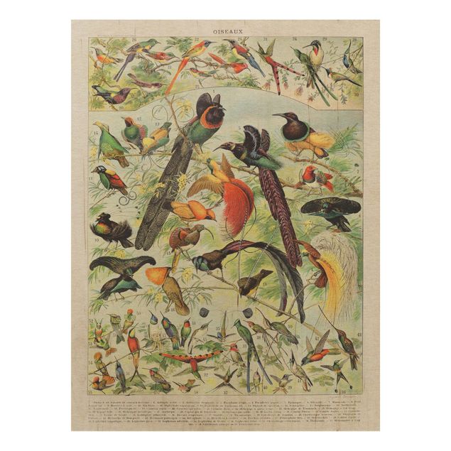 Holzbilder Vintage Vintage Lehrtafel Paradiesvögel