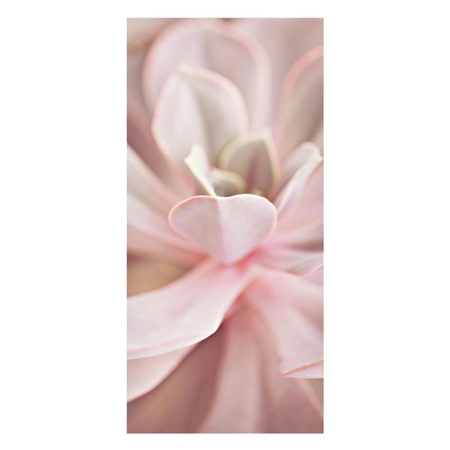 Magnettafeln Blumen Rosane Sukkulentenblüte