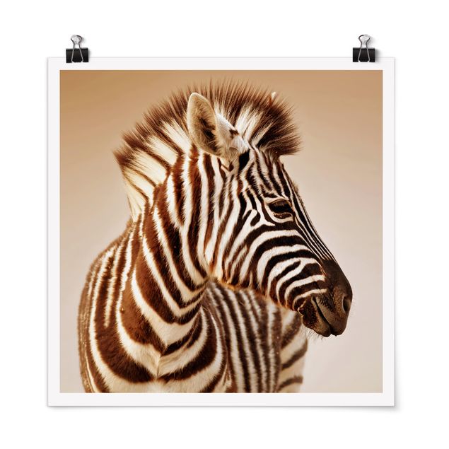 Tierposter Zebra Baby Portrait