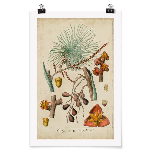 Wandbilder Blumen Vintage Lehrtafel Exotische Palmen III