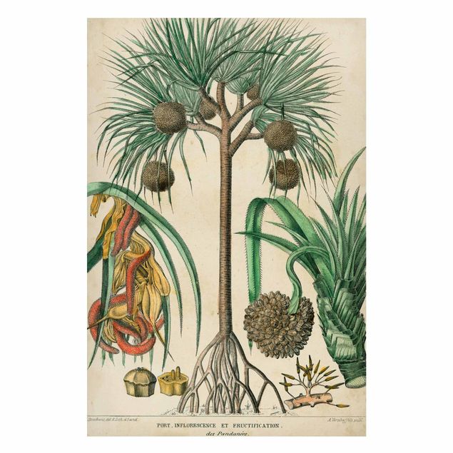Wandbilder Landschaften Vintage Lehrtafel Exotische palmen I