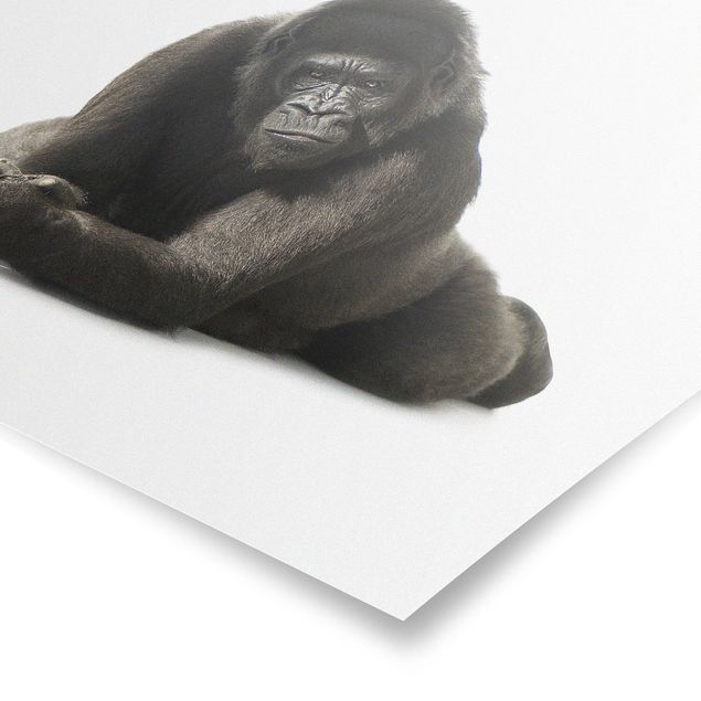 Wandbilder Afrika Liegender Gorilla II