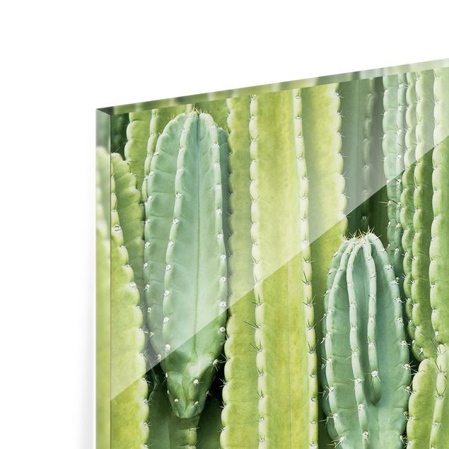 Spritzschutz Glas - Kaktus Wand - Panorama - 5:2