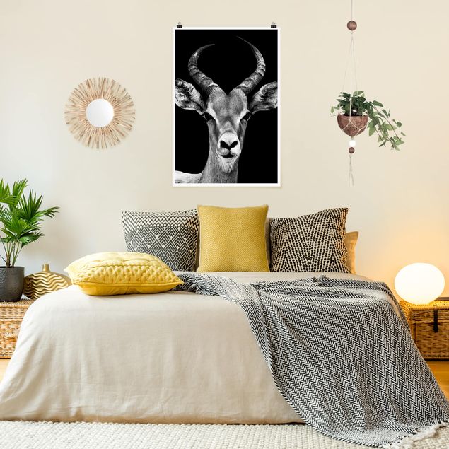 Poster Tiere Impala Antilope schwarz-weiß