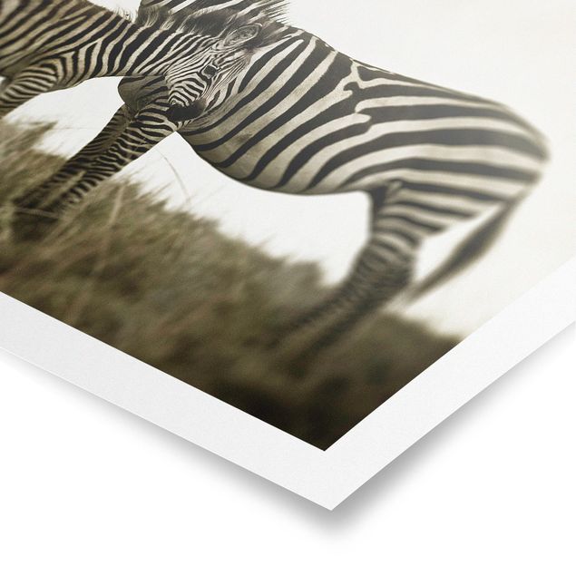 Wandbilder Afrika Zebrapaar
