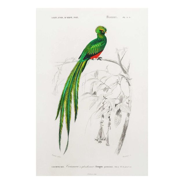 Wandbilder Grün Vintage Lehrtafel Tropischer Vogel I