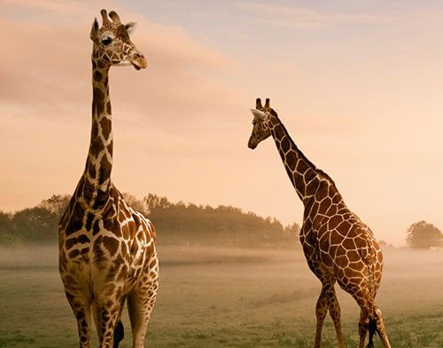 selbstklebende Fliesen Surreal Giraffes